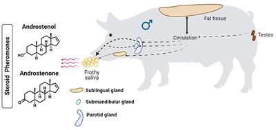 Frontiers Pheromones binding proteins and olfactory systems in